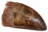 Serrated, Carcharodontosaurus Tooth - Real Dinosaur Tooth #341283-1